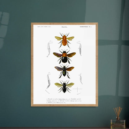 Planche entomologique ancienne du Bourdon de Dahlbom par d'Orbigny. Planche naturaliste montrant quatre illustrations d'insectes de type bourdon, avec des détails anatomiques sur les pattes. Image d'illustration 6