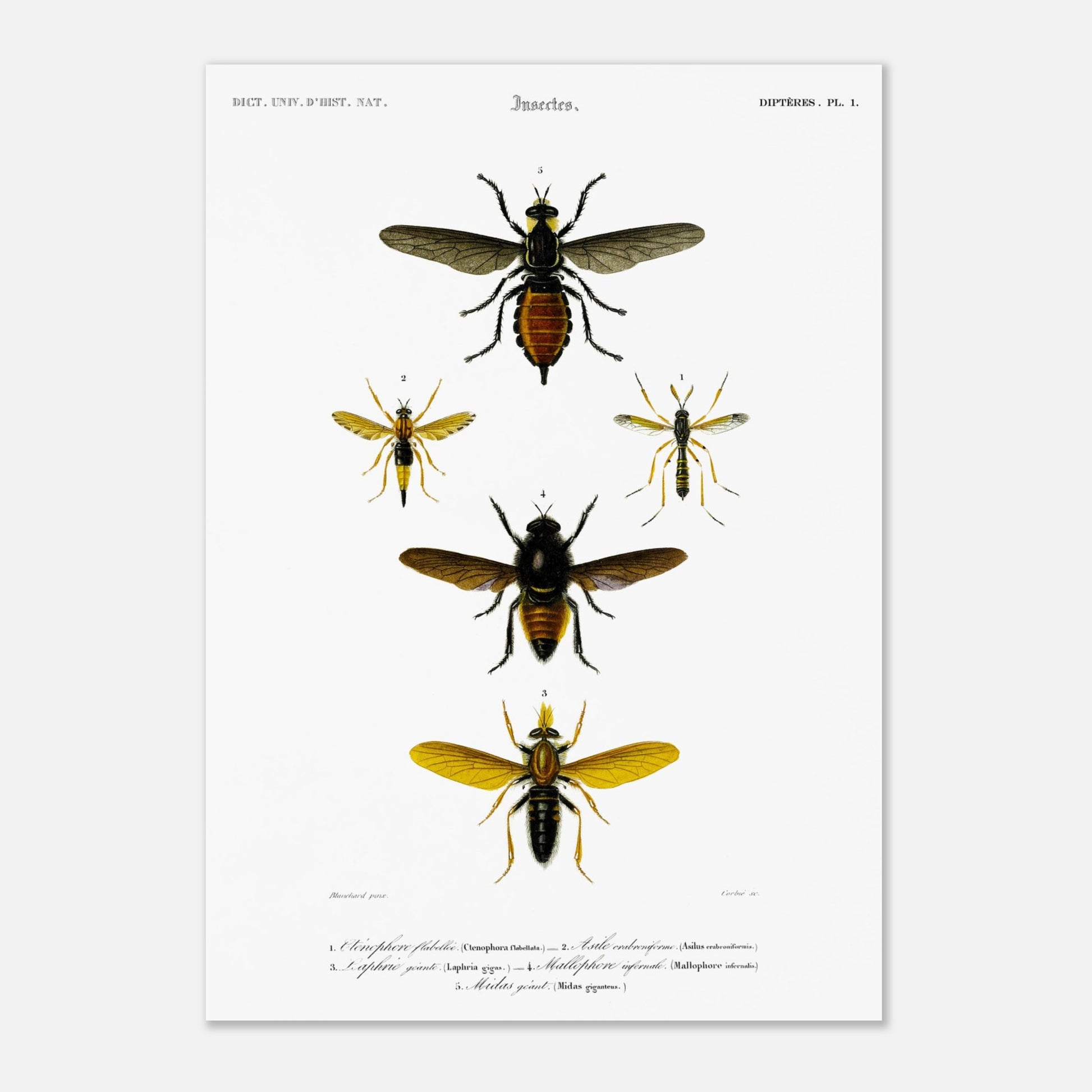 Planche entomologique ancienne : Cténophore flabellé et diptères (29,7x42 cm (A3)). Illustration d'insectes du Dictionnaire Universel d'Histoire Naturelle de Charles d'Orbigny, montrant divers diptères, dont un cténophore flabellé.