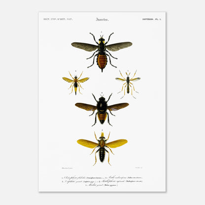Planche entomologique ancienne : Cténophore flabellé et diptères (29,7x42 cm (A3)). Illustration d'insectes du Dictionnaire Universel d'Histoire Naturelle de Charles d'Orbigny, montrant divers diptères, dont un cténophore flabellé.
