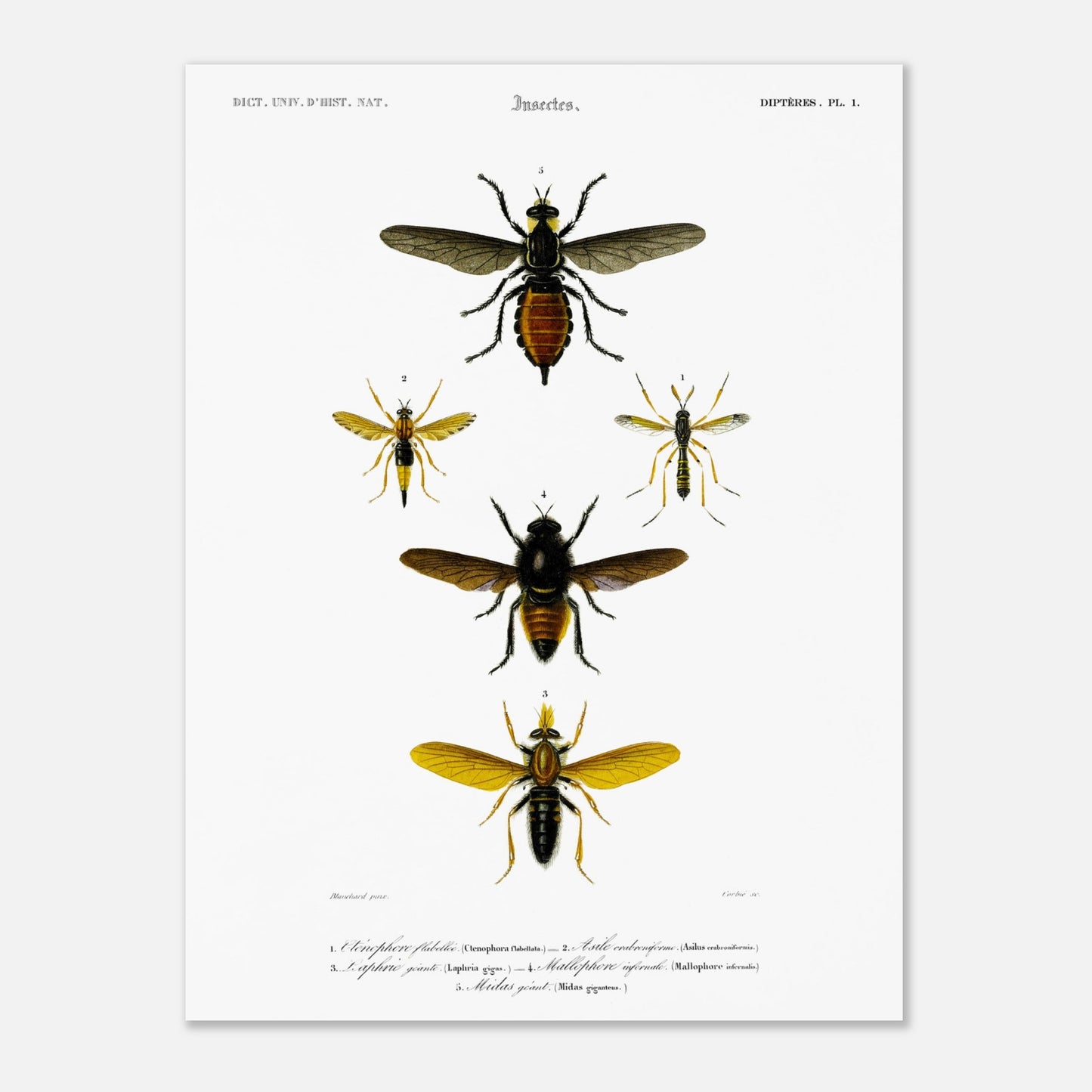 Planche entomologique ancienne : Cténophore flabellé et diptères (30x40 cm). Illustration d'insectes du Dictionnaire Universel d'Histoire Naturelle de Charles d'Orbigny, montrant divers diptères, dont un cténophore flabellé.