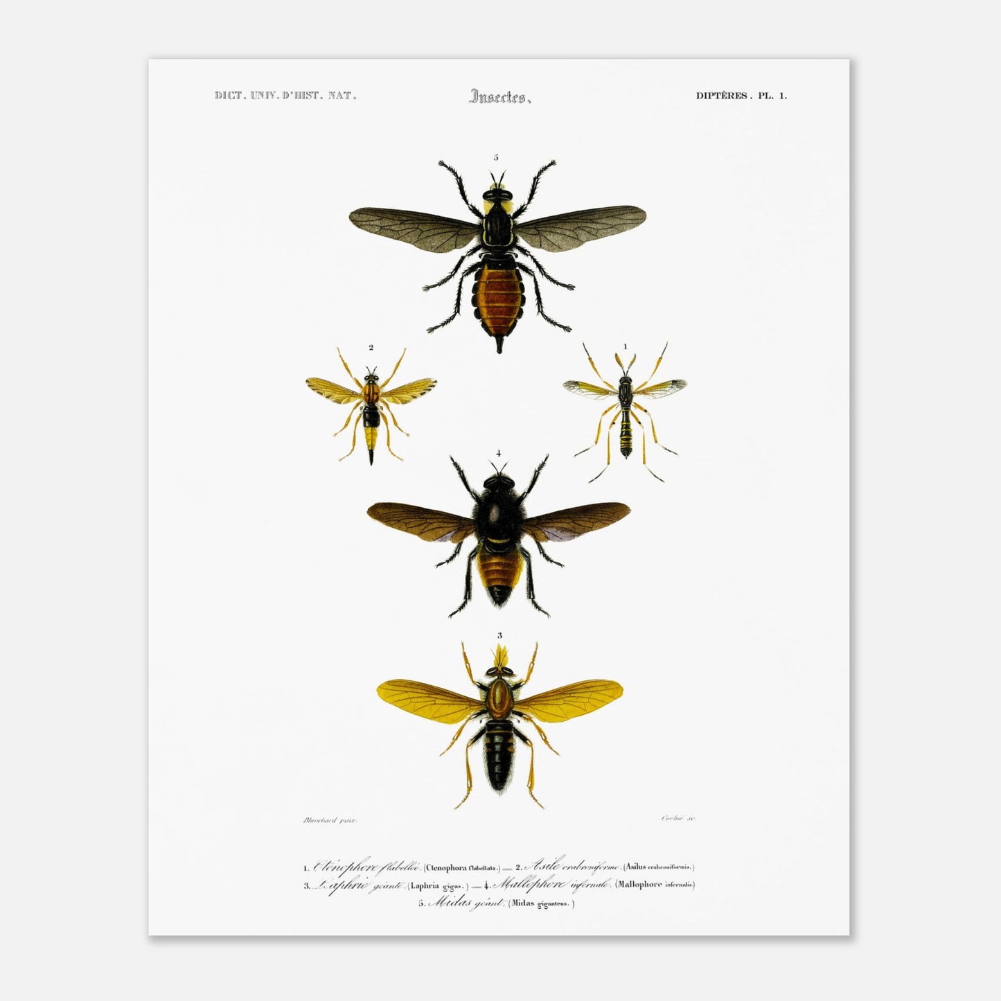 Planche entomologique ancienne : Cténophore flabellé et diptères (40x50 cm). Illustration d'insectes du Dictionnaire Universel d'Histoire Naturelle de Charles d'Orbigny, montrant divers diptères, dont un cténophore flabellé.