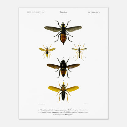Planche entomologique ancienne : Cténophore flabellé et diptères (40x50 cm). Illustration d'insectes du Dictionnaire Universel d'Histoire Naturelle de Charles d'Orbigny, montrant divers diptères, dont un cténophore flabellé.