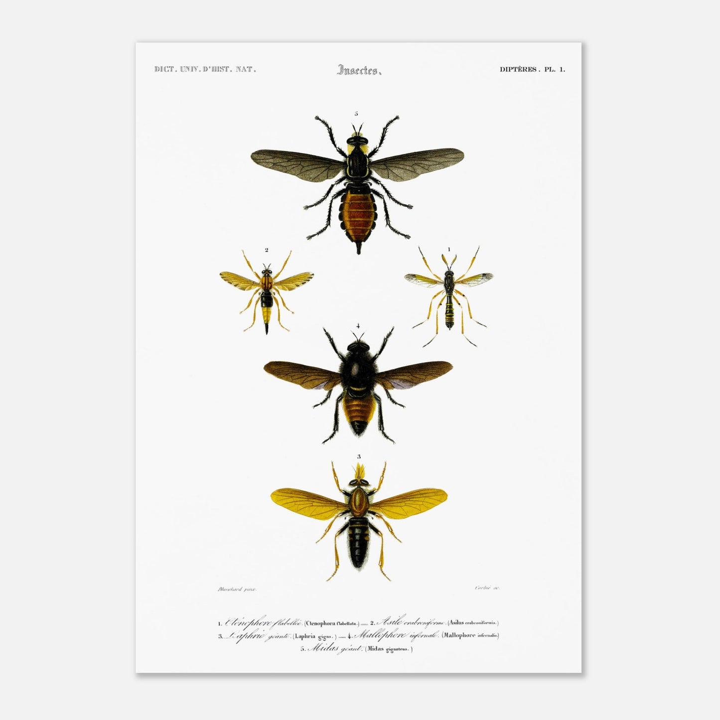Planche entomologique ancienne : Cténophore flabellé et diptères (42x59,4 cm (A2)). Illustration d'insectes du Dictionnaire Universel d'Histoire Naturelle de Charles d'Orbigny, montrant divers diptères, dont un cténophore flabellé.