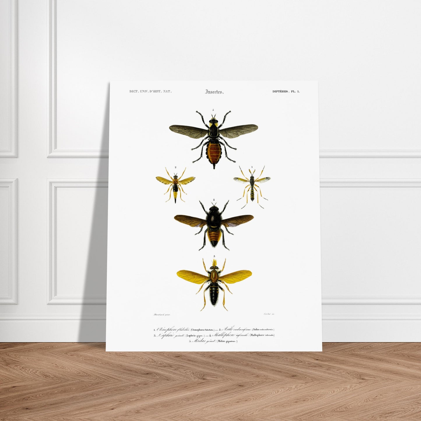 Planche entomologique ancienne : Cténophore flabellé et diptères. Illustration d'insectes du Dictionnaire Universel d'Histoire Naturelle de Charles d'Orbigny, montrant divers diptères, dont un cténophore flabellé. Image d'illustration 5