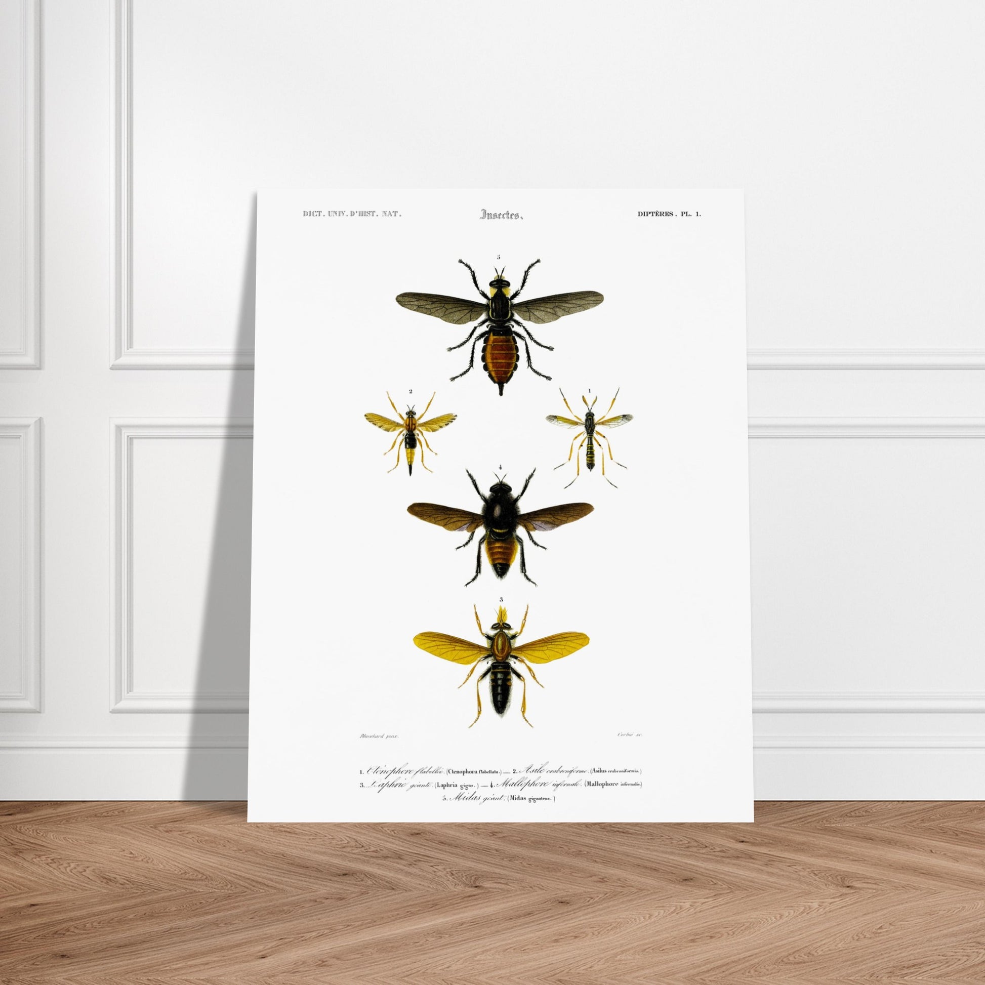 Planche entomologique ancienne : Cténophore flabellé et diptères. Illustration d'insectes du Dictionnaire Universel d'Histoire Naturelle de Charles d'Orbigny, montrant divers diptères, dont un cténophore flabellé. Image d'illustration 5