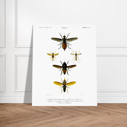 Planche entomologique ancienne : Cténophore flabellé et diptères. Illustration d'insectes du Dictionnaire Universel d'Histoire Naturelle de Charles d'Orbigny, montrant divers diptères, dont un cténophore flabellé. Image d'illustration 5