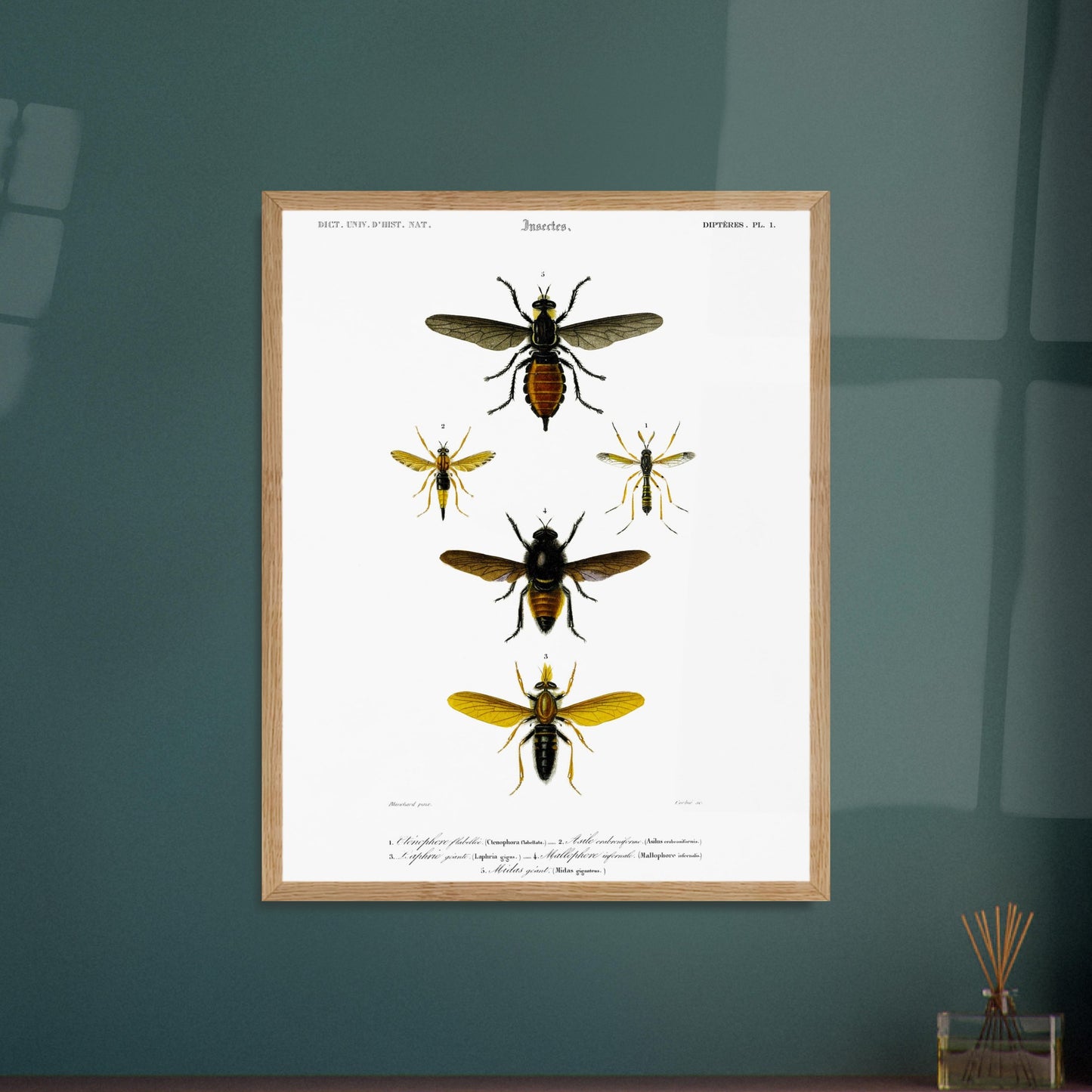 Planche entomologique ancienne : Cténophore flabellé et diptères. Illustration d'insectes du Dictionnaire Universel d'Histoire Naturelle de Charles d'Orbigny, montrant divers diptères, dont un cténophore flabellé. Image d'illustration 6