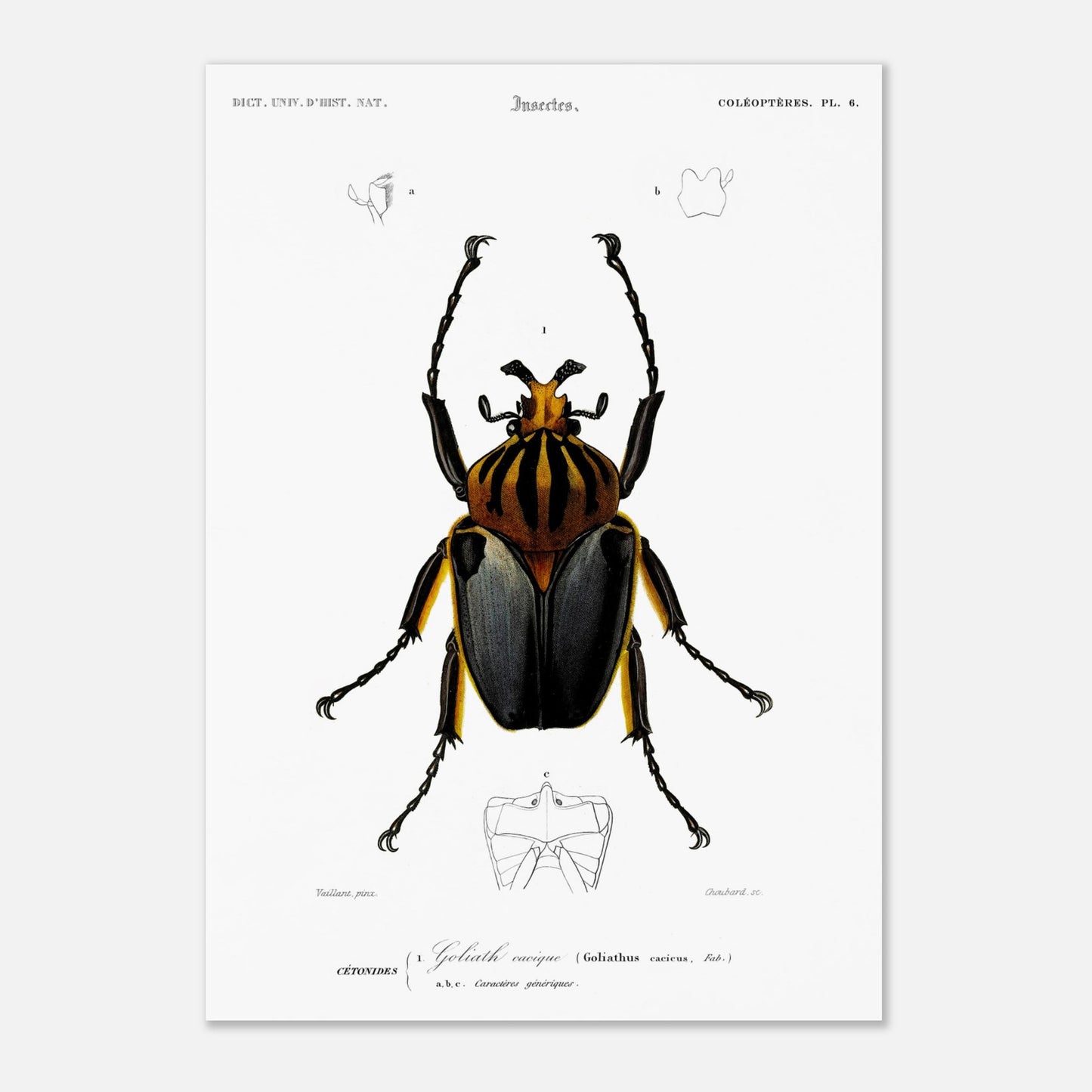 Planche entomologique ancienne : Goliath cacique (29,7x42 cm (A3)). Planche d'entomologie du XIXe siècle montrant le Goliath cacique (Goliathus cacicus), avec des détails de ses structures.