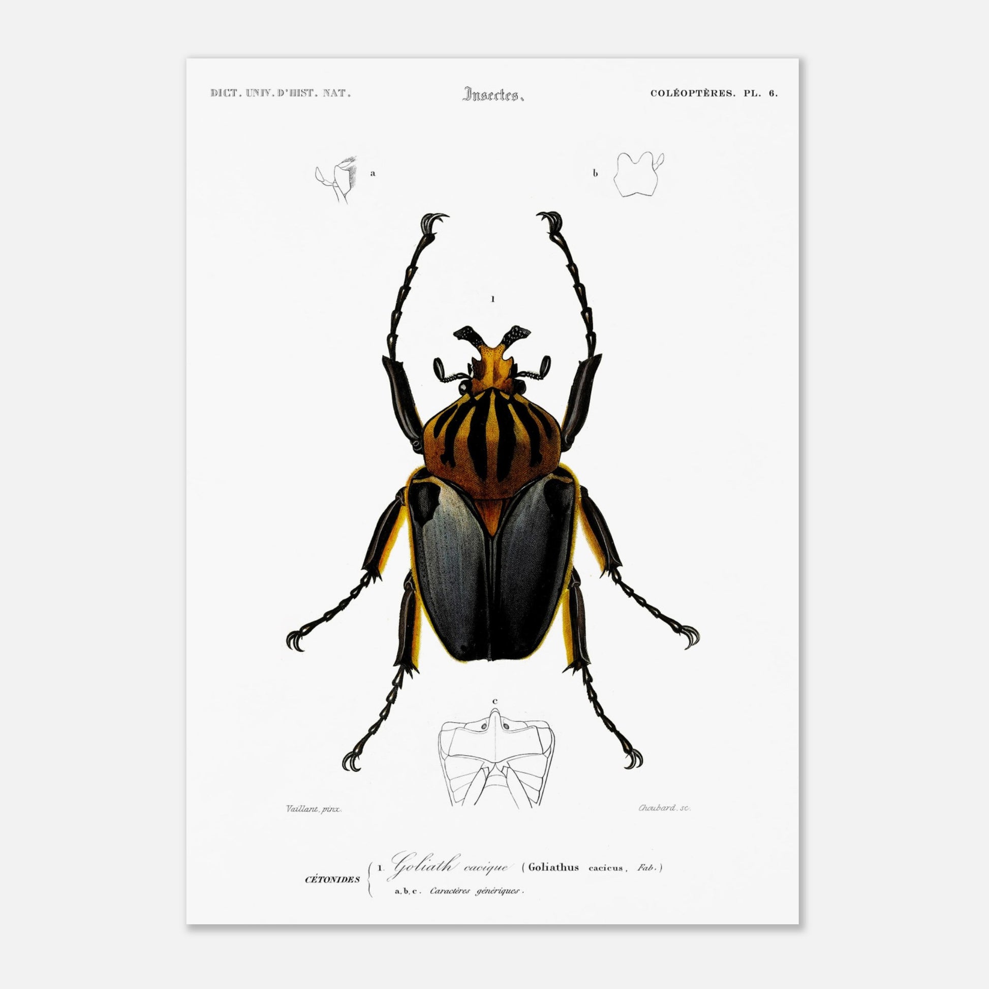Planche entomologique ancienne : Goliath cacique (29,7x42 cm (A3)). Planche d'entomologie du XIXe siècle montrant le Goliath cacique (Goliathus cacicus), avec des détails de ses structures.