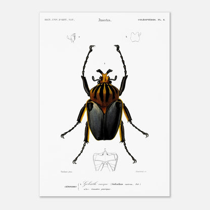 Planche entomologique ancienne : Goliath cacique (29,7x42 cm (A3)). Planche d'entomologie du XIXe siècle montrant le Goliath cacique (Goliathus cacicus), avec des détails de ses structures.