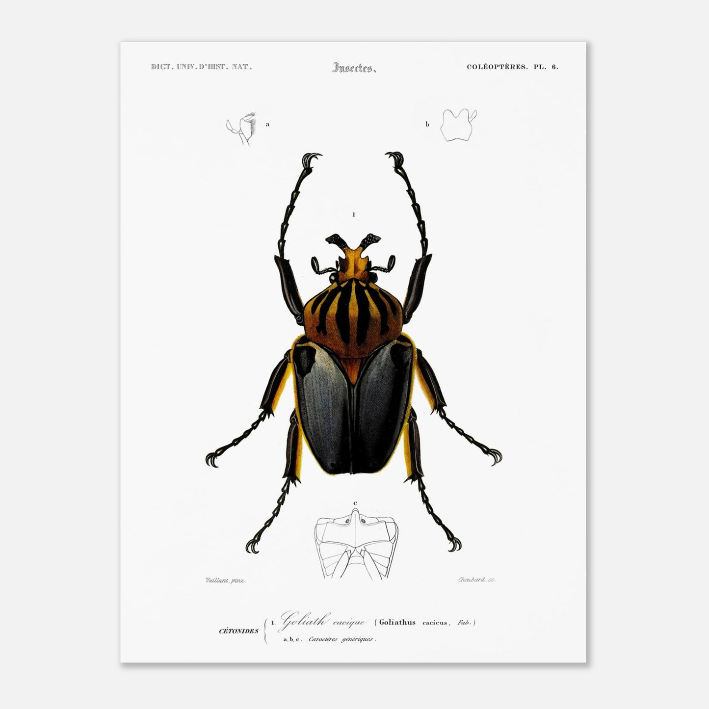 Planche entomologique ancienne : Goliath cacique (30x40 cm). Planche d'entomologie du XIXe siècle montrant le Goliath cacique (Goliathus cacicus), avec des détails de ses structures.