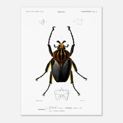 Planche entomologique ancienne : Goliath cacique (30x40 cm). Planche d'entomologie du XIXe siècle montrant le Goliath cacique (Goliathus cacicus), avec des détails de ses structures.