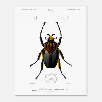 Planche entomologique ancienne : Goliath cacique (40x50 cm). Planche d'entomologie du XIXe siècle montrant le Goliath cacique (Goliathus cacicus), avec des détails de ses structures.