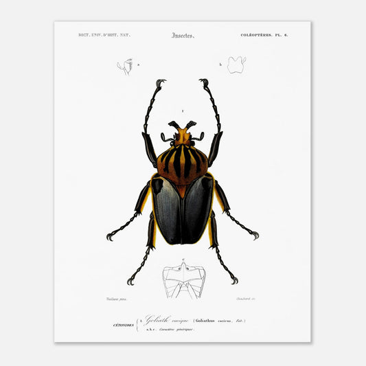 Planche entomologique ancienne : Goliath cacique (40x50 cm). Planche d'entomologie du XIXe siècle montrant le Goliath cacique (Goliathus cacicus), avec des détails de ses structures.