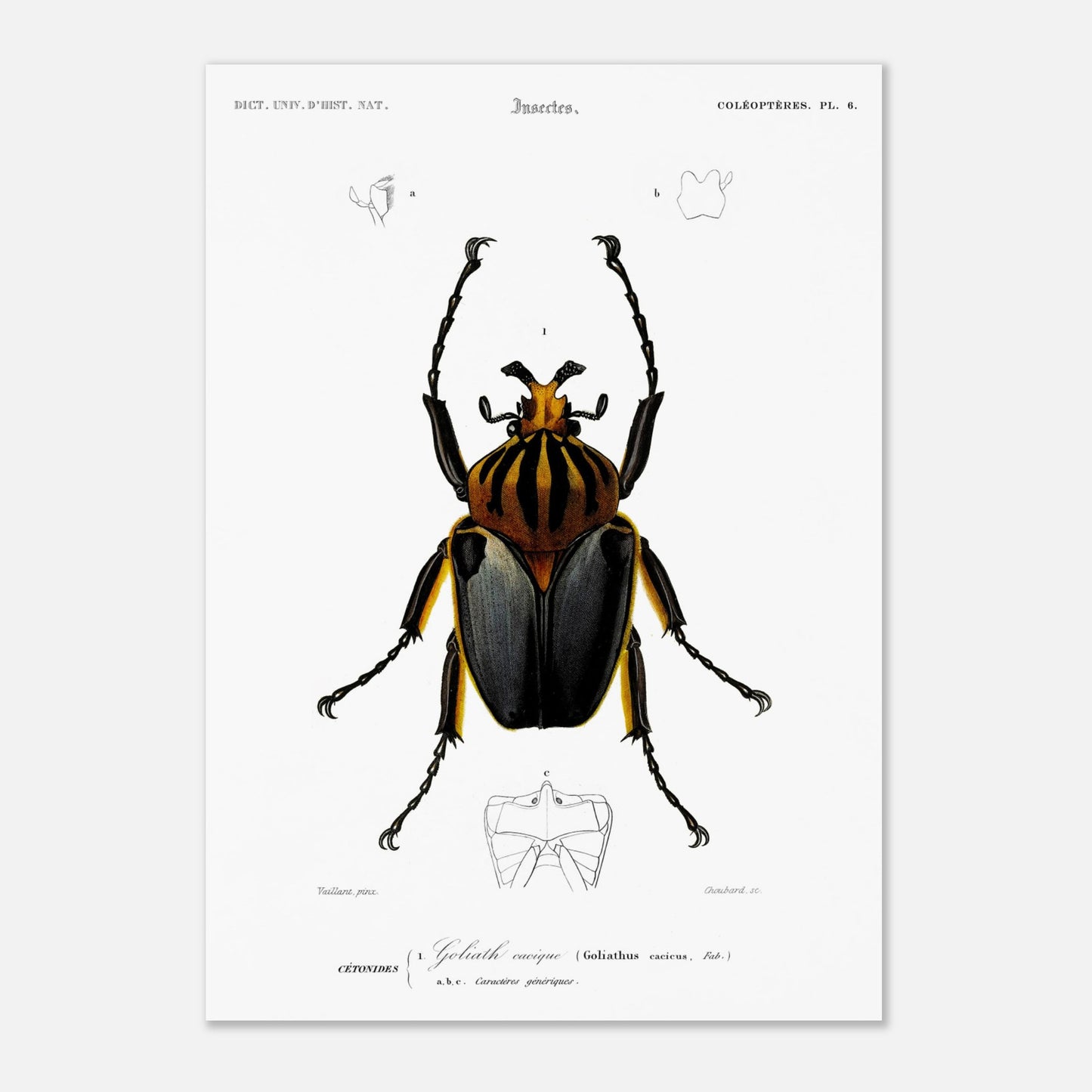 Planche entomologique ancienne : Goliath cacique (42x59,4 cm (A2)). Planche d'entomologie du XIXe siècle montrant le Goliath cacique (Goliathus cacicus), avec des détails de ses structures.