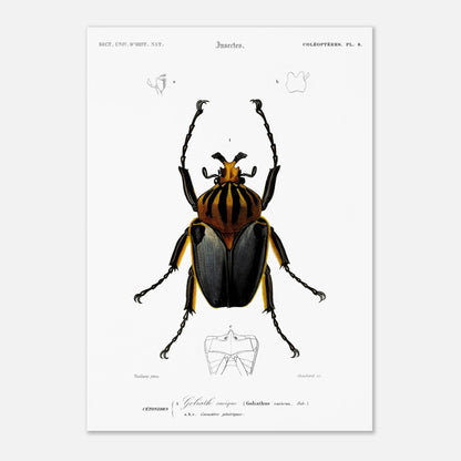Planche entomologique ancienne : Goliath cacique (42x59,4 cm (A2)). Planche d'entomologie du XIXe siècle montrant le Goliath cacique (Goliathus cacicus), avec des détails de ses structures.
