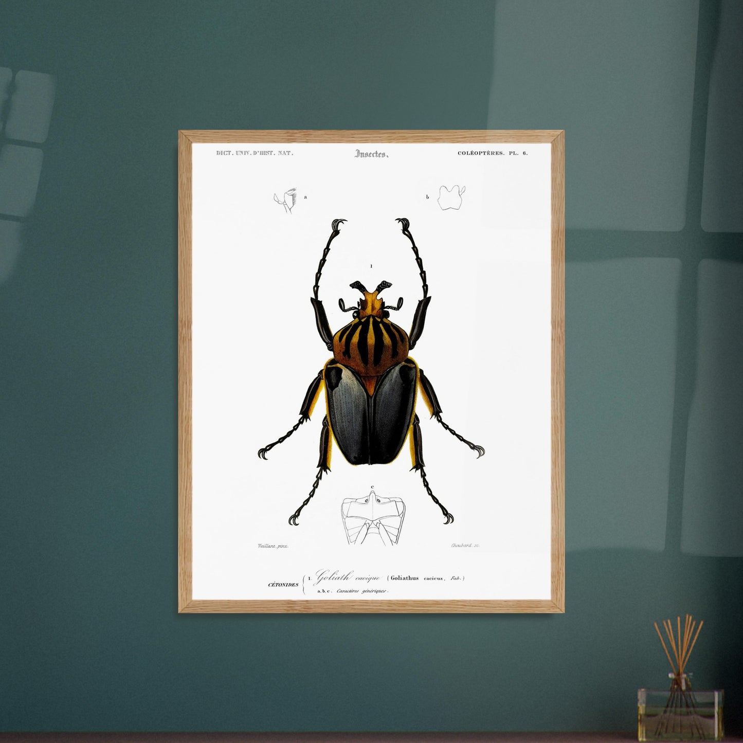 Planche entomologique ancienne : Goliath cacique. Planche d'entomologie du XIXe siècle montrant le Goliath cacique (Goliathus cacicus), avec des détails de ses structures. Image d'illustration 5