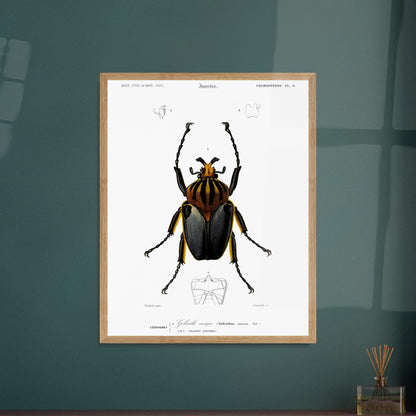 Planche entomologique ancienne : Goliath cacique. Planche d'entomologie du XIXe siècle montrant le Goliath cacique (Goliathus cacicus), avec des détails de ses structures. Image d'illustration 5