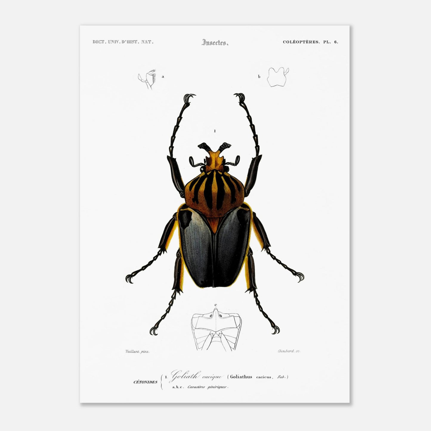 Planche entomologique ancienne : Goliath cacique (50x70 cm). Planche d'entomologie du XIXe siècle montrant le Goliath cacique (Goliathus cacicus), avec des détails de ses structures.