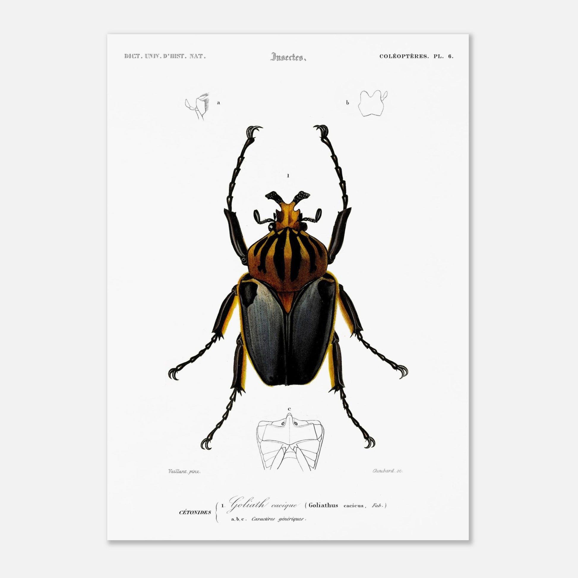 Planche entomologique ancienne : Goliath cacique (50x70 cm). Planche d'entomologie du XIXe siècle montrant le Goliath cacique (Goliathus cacicus), avec des détails de ses structures.