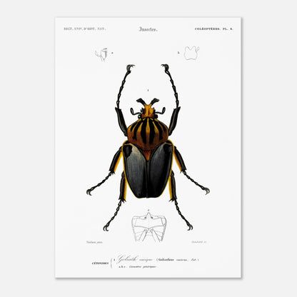 Planche entomologique ancienne : Goliath cacique (50x70 cm). Planche d'entomologie du XIXe siècle montrant le Goliath cacique (Goliathus cacicus), avec des détails de ses structures.