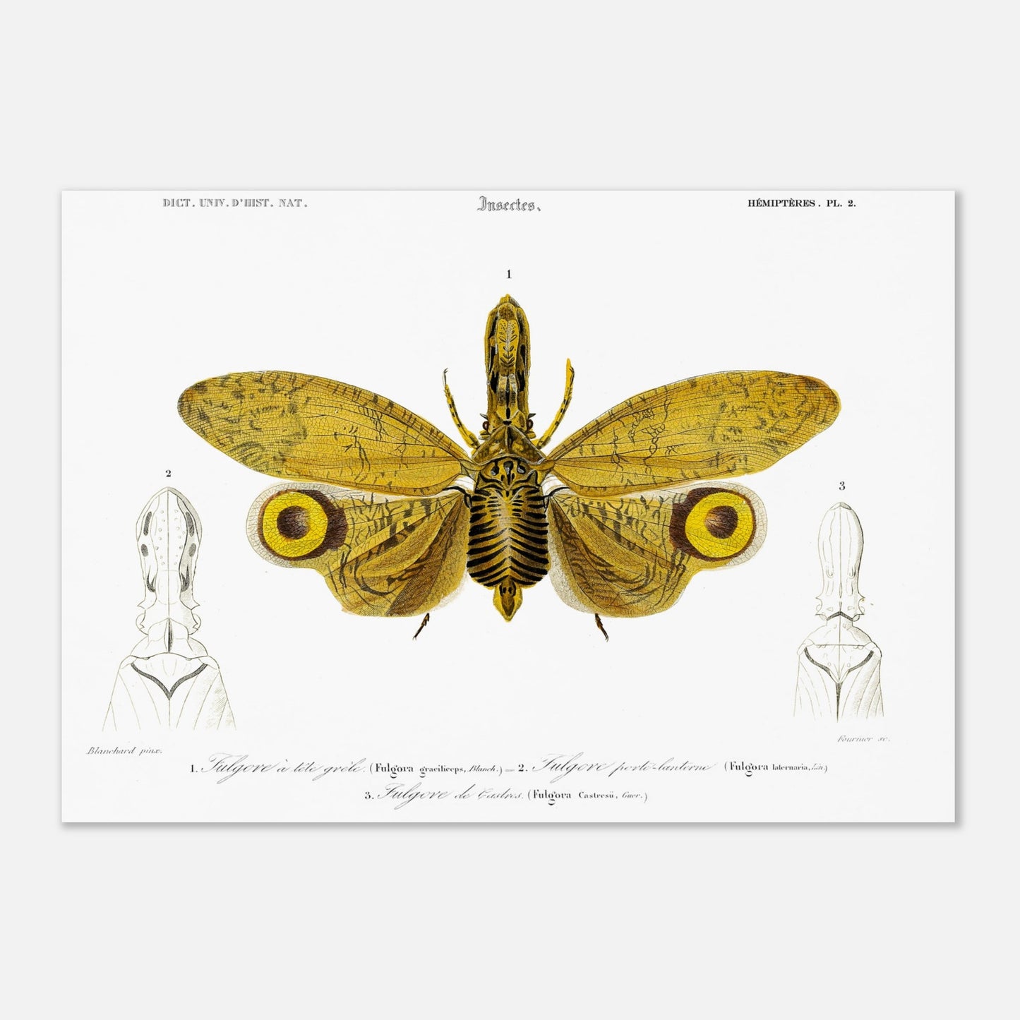 Planche entomologique : Fulgore à tête grêle par Charles d'Orbigny (29,7x42 cm (A3)). Planche entomologique illustrant trois fulgores, dont un grand insecte aux ailes jaunes et noires au centre, et deux têtes d'insectes sur les côtés, avec des numérotations et des légendes.