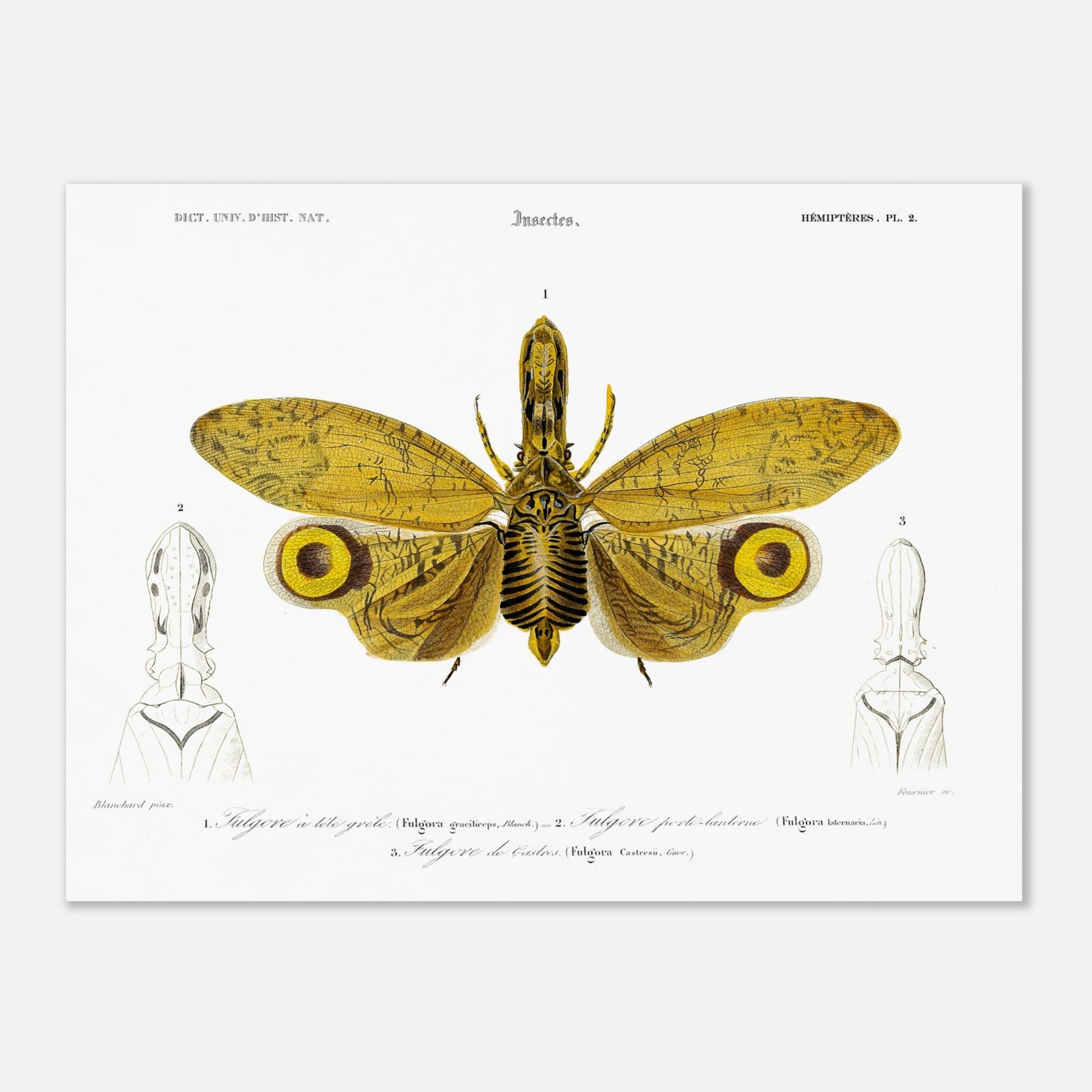 Planche entomologique : Fulgore à tête grêle par Charles d'Orbigny (30x40 cm). Planche entomologique illustrant trois fulgores, dont un grand insecte aux ailes jaunes et noires au centre, et deux têtes d'insectes sur les côtés, avec des numérotations et des légendes.