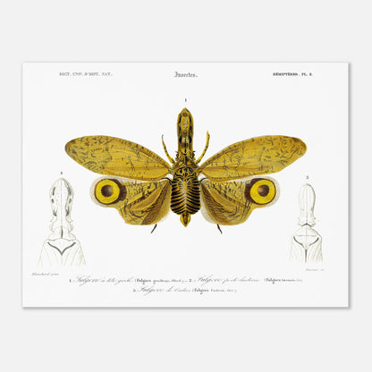 Planche entomologique : Fulgore à tête grêle par Charles d'Orbigny (30x40 cm). Planche entomologique illustrant trois fulgores, dont un grand insecte aux ailes jaunes et noires au centre, et deux têtes d'insectes sur les côtés, avec des numérotations et des légendes.