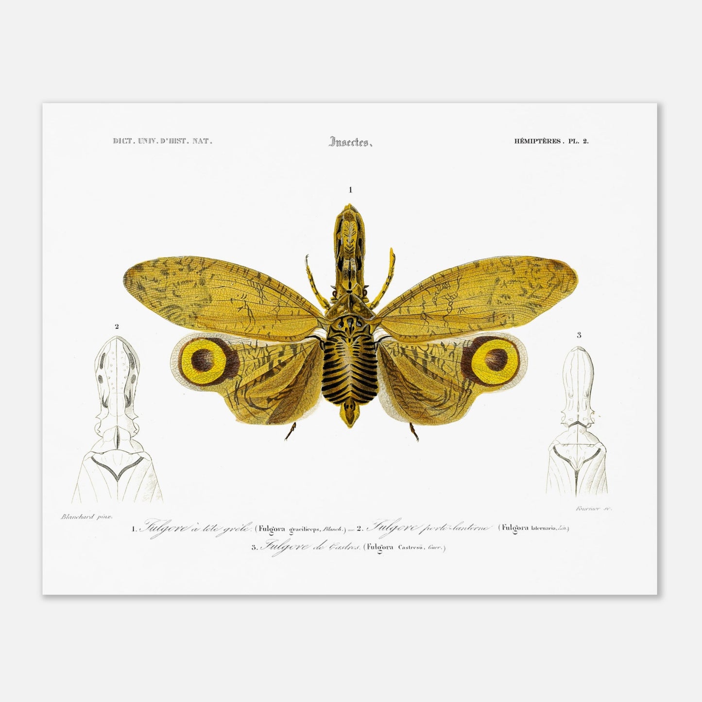 Planche entomologique : Fulgore à tête grêle par Charles d'Orbigny (40x50 cm). Planche entomologique illustrant trois fulgores, dont un grand insecte aux ailes jaunes et noires au centre, et deux têtes d'insectes sur les côtés, avec des numérotations et des légendes.