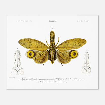 Planche entomologique : Fulgore à tête grêle par Charles d'Orbigny (40x50 cm). Planche entomologique illustrant trois fulgores, dont un grand insecte aux ailes jaunes et noires au centre, et deux têtes d'insectes sur les côtés, avec des numérotations et des légendes.