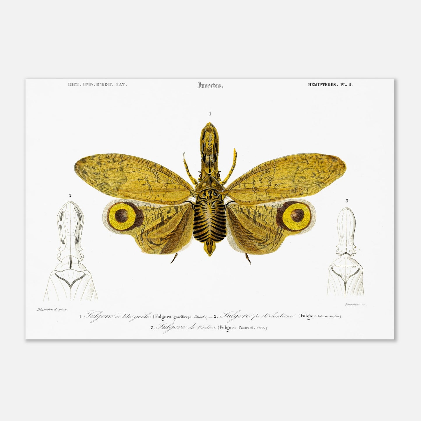 Planche entomologique : Fulgore à tête grêle par Charles d'Orbigny (42x59,4 cm (A2)). Planche entomologique illustrant trois fulgores, dont un grand insecte aux ailes jaunes et noires au centre, et deux têtes d'insectes sur les côtés, avec des numérotations et des légendes.