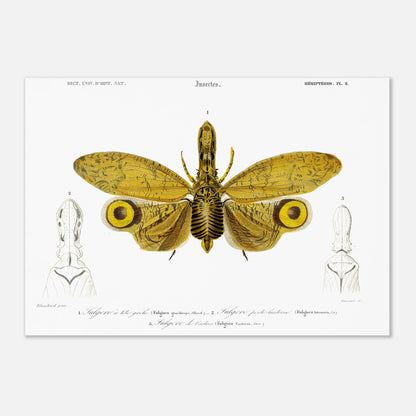 Planche entomologique : Fulgore à tête grêle par Charles d'Orbigny (42x59,4 cm (A2)). Planche entomologique illustrant trois fulgores, dont un grand insecte aux ailes jaunes et noires au centre, et deux têtes d'insectes sur les côtés, avec des numérotations et des légendes.