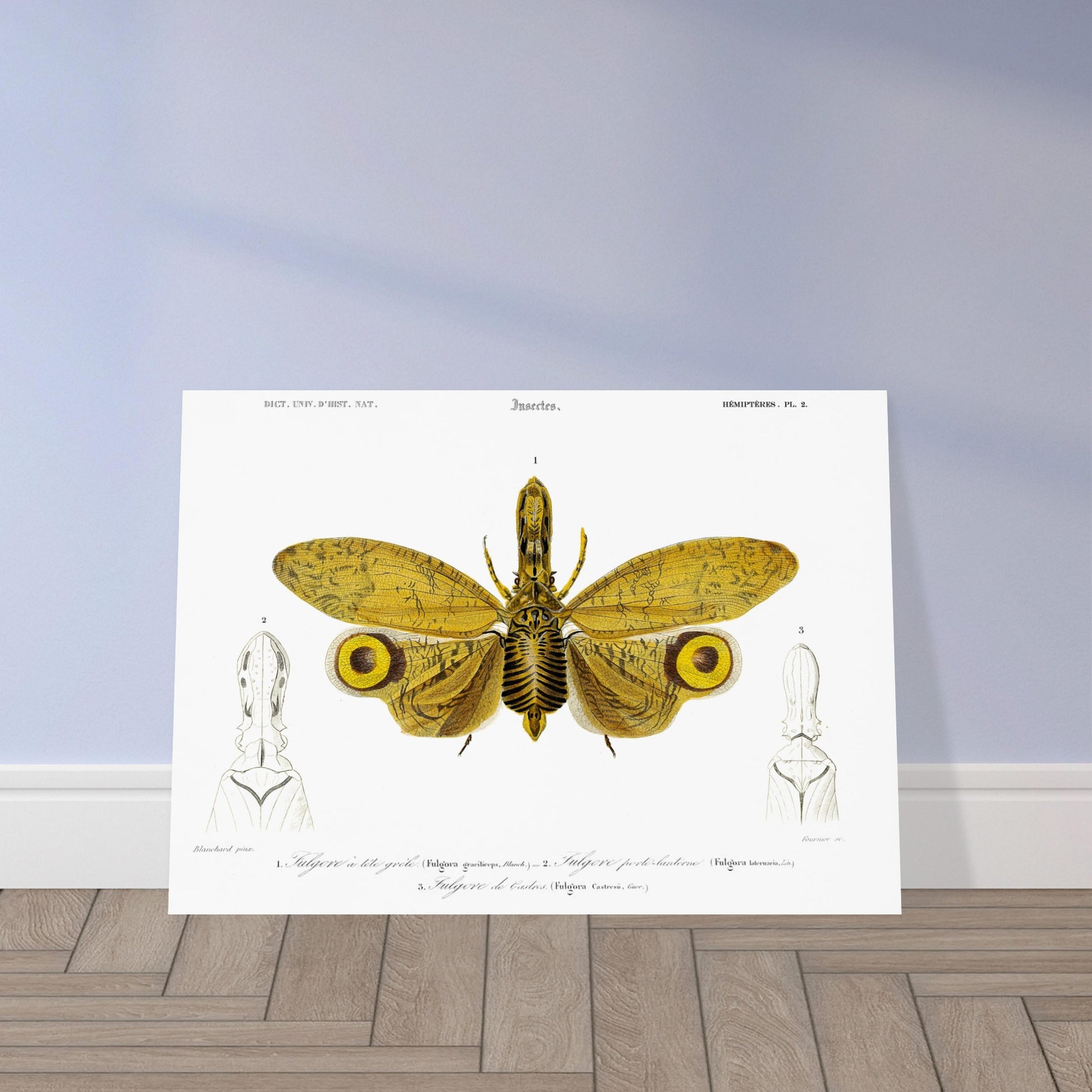 Planche entomologique : Fulgore à tête grêle par Charles d'Orbigny. Planche entomologique illustrant trois fulgores, dont un grand insecte aux ailes jaunes et noires au centre, et deux têtes d'insectes sur les côtés, avec des numérotations et des légendes. Image d'illustration 5