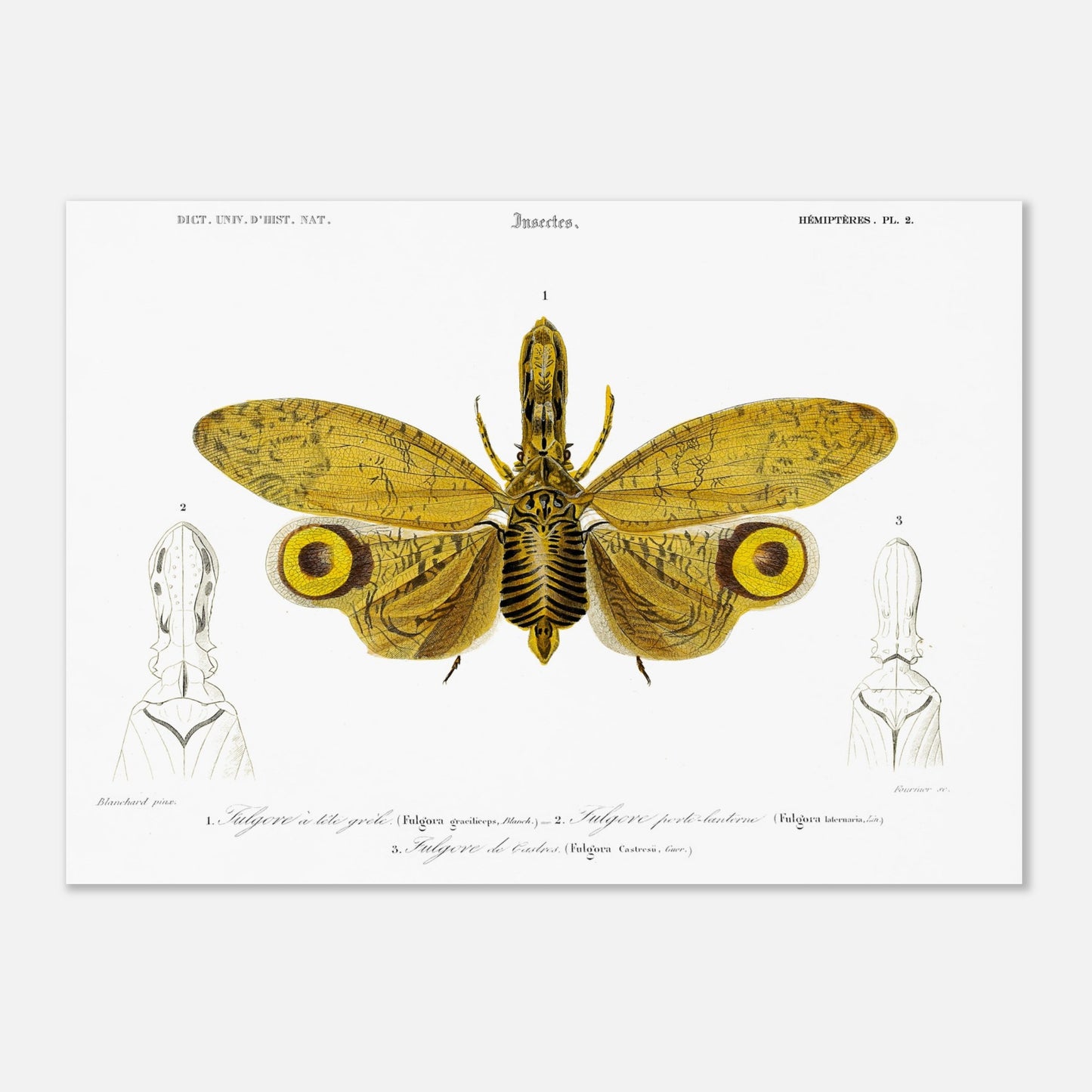 Planche entomologique : Fulgore à tête grêle par Charles d'Orbigny (50x70 cm). Planche entomologique illustrant trois fulgores, dont un grand insecte aux ailes jaunes et noires au centre, et deux têtes d'insectes sur les côtés, avec des numérotations et des légendes.