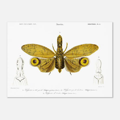 Planche entomologique : Fulgore à tête grêle par Charles d'Orbigny (50x70 cm). Planche entomologique illustrant trois fulgores, dont un grand insecte aux ailes jaunes et noires au centre, et deux têtes d'insectes sur les côtés, avec des numérotations et des légendes.