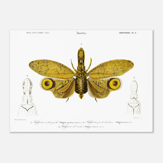 Planche entomologique : Fulgore à tête grêle par Charles d'Orbigny (50x70 cm). Planche entomologique illustrant trois fulgores, dont un grand insecte aux ailes jaunes et noires au centre, et deux têtes d'insectes sur les côtés, avec des numérotations et des légendes.