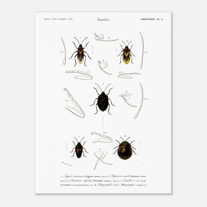 Planche entomologique du Lygée charmant par Charles d'Orbigny (30x40 cm). Gravure scientifique du XIXe siècle représentant plusieurs espèces d'insectes hémiptères, dont le Lygée charmant et le Platycephale varié, avec des vues détaillées de leurs pattes et antennes.