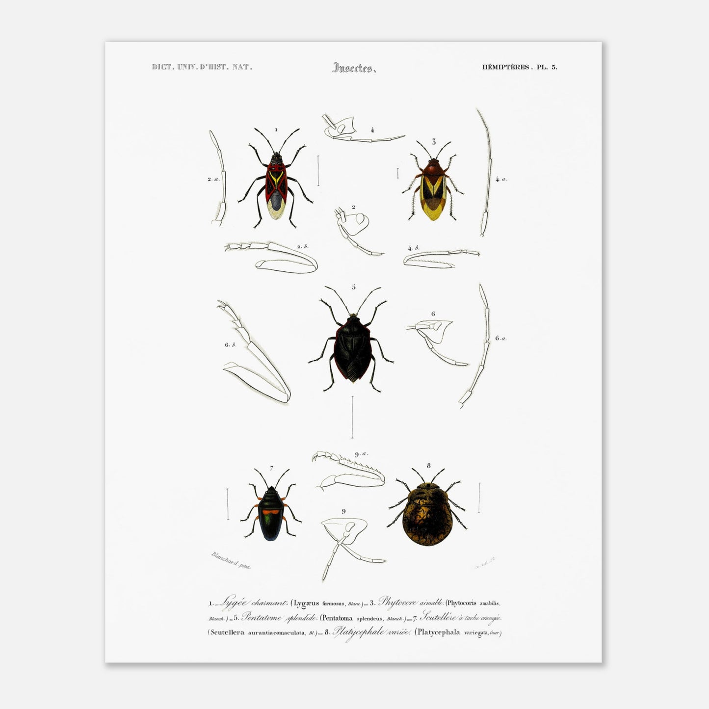 Planche entomologique du Lygée charmant par Charles d'Orbigny (40x50 cm). Gravure scientifique du XIXe siècle représentant plusieurs espèces d'insectes hémiptères, dont le Lygée charmant et le Platycephale varié, avec des vues détaillées de leurs pattes et antennes.