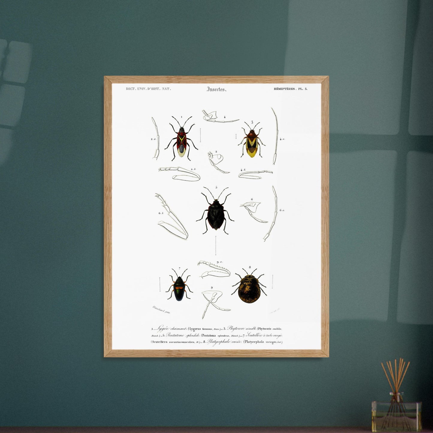 Planche entomologique du Lygée charmant par Charles d'Orbigny. Gravure scientifique du XIXe siècle représentant plusieurs espèces d'insectes hémiptères, dont le Lygée charmant et le Platycephale varié, avec des vues détaillées de leurs pattes et antennes. Image d'illustration 5