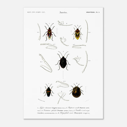 Planche entomologique du Lygée charmant par Charles d'Orbigny (50x70 cm). Gravure scientifique du XIXe siècle représentant plusieurs espèces d'insectes hémiptères, dont le Lygée charmant et le Platycephale varié, avec des vues détaillées de leurs pattes et antennes.