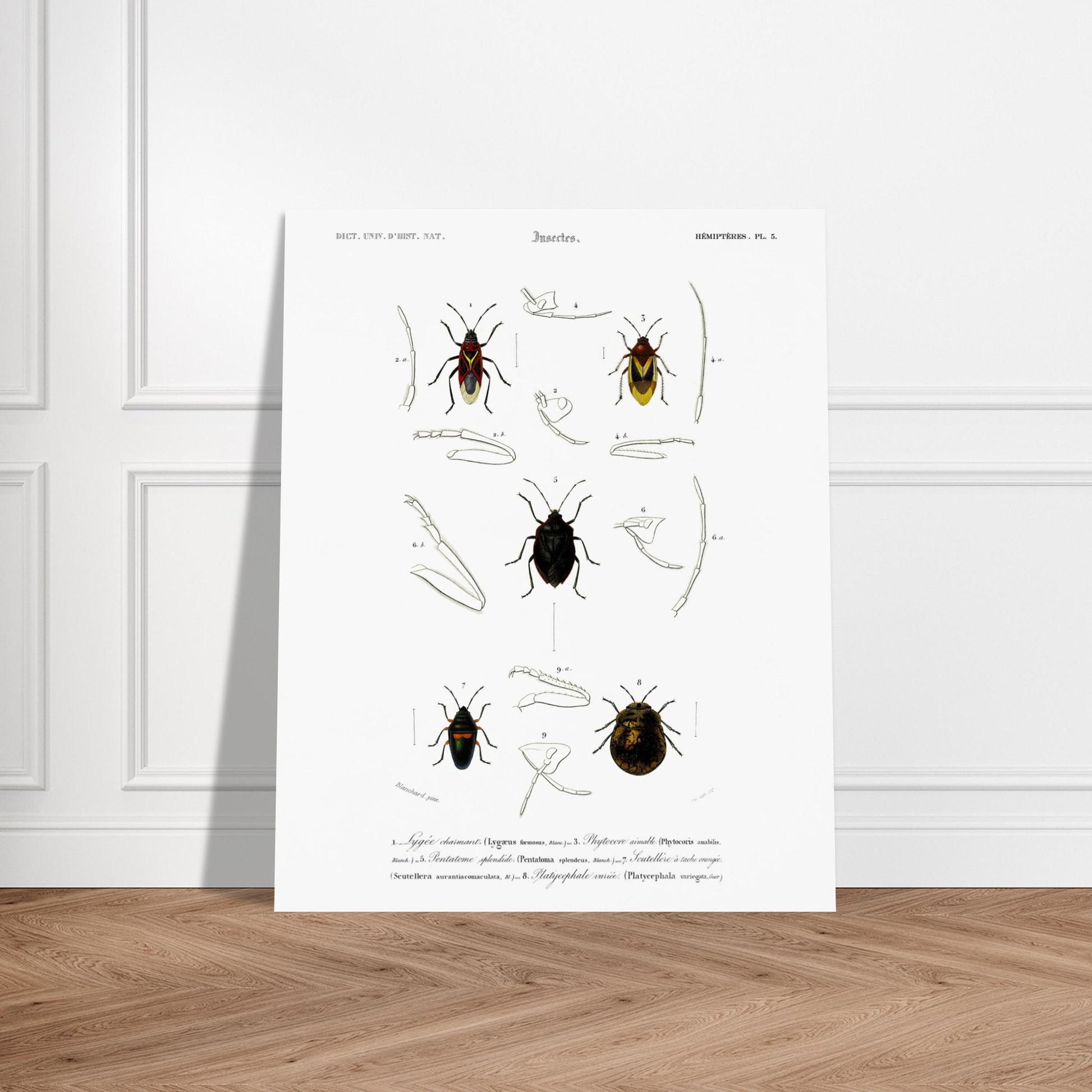 Planche entomologique du Lygée charmant par Charles d'Orbigny. Gravure scientifique du XIXe siècle représentant plusieurs espèces d'insectes hémiptères, dont le Lygée charmant et le Platycephale varié, avec des vues détaillées de leurs pattes et antennes. Image d'illustration 6