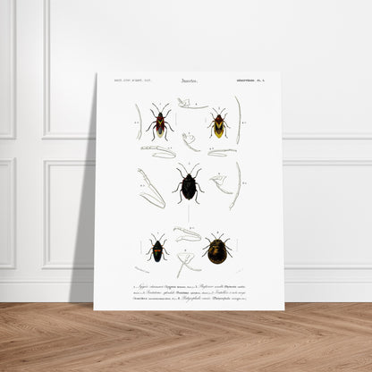 Planche entomologique du Lygée charmant par Charles d'Orbigny. Gravure scientifique du XIXe siècle représentant plusieurs espèces d'insectes hémiptères, dont le Lygée charmant et le Platycephale varié, avec des vues détaillées de leurs pattes et antennes. Image d'illustration 6