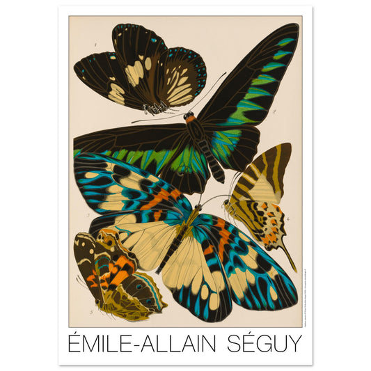 Planche entomologique de papillons par Émile-Allain Séguy (42x59,4 cm (A2)). Illustration d'Émile-Allain Séguy représentant plusieurs papillons aux ailes colorées, aux tons noir, vert, bleu et jaune.
