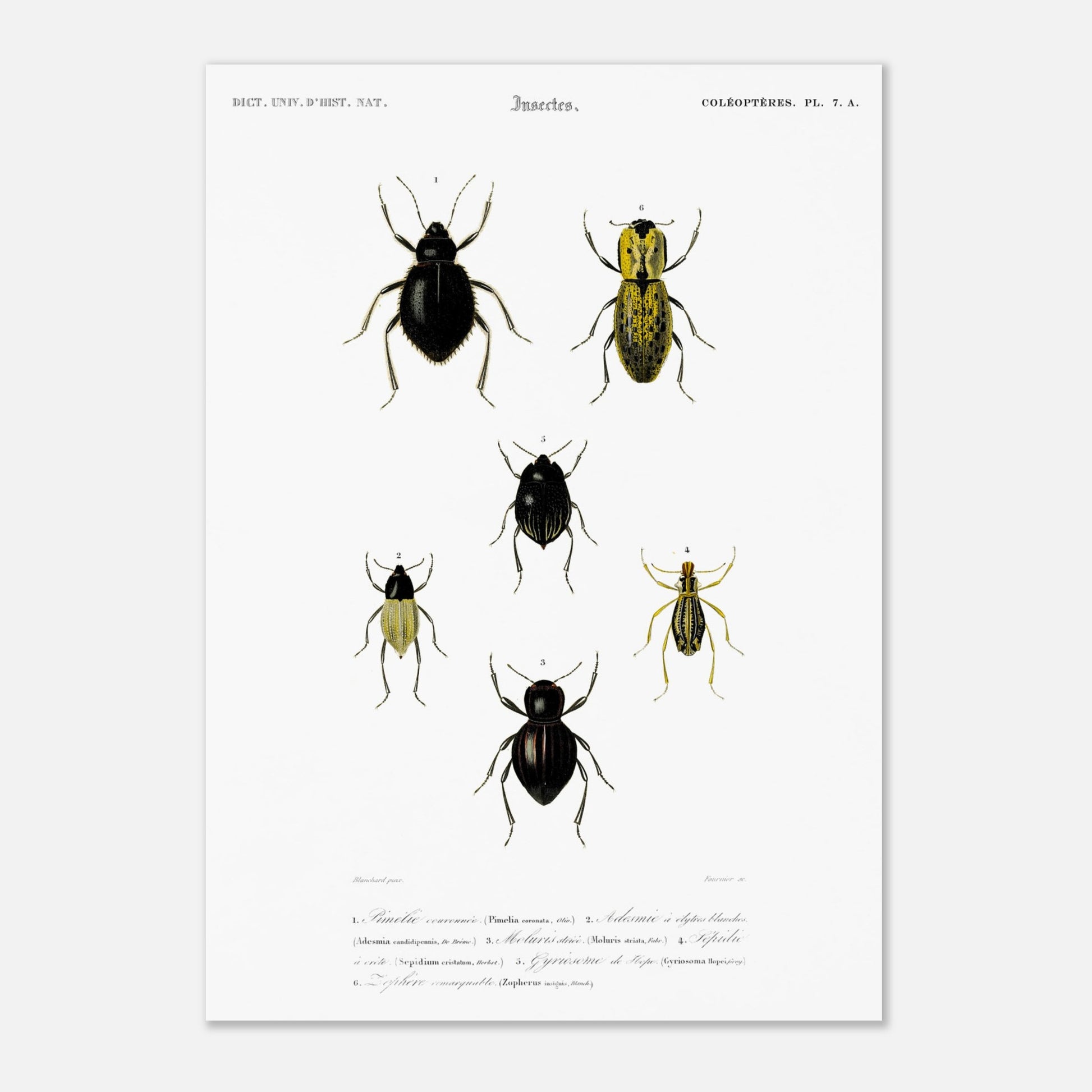 Planche entomologique ancienne, Pimélie couronnée par d'Orbigny (29,7x42 cm (A3)). Planche d'entomologie du Dictionnaire Universel d'Histoire Naturelle de Charles d'Orbigny, présentant différentes espèces de coléoptères.