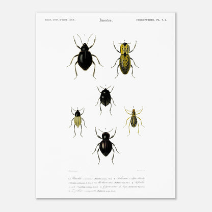 Planche entomologique ancienne, Pimélie couronnée par d'Orbigny (30x40 cm). Planche d'entomologie du Dictionnaire Universel d'Histoire Naturelle de Charles d'Orbigny, présentant différentes espèces de coléoptères.