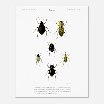 Planche entomologique ancienne, Pimélie couronnée par d'Orbigny (40x50 cm). Planche d'entomologie du Dictionnaire Universel d'Histoire Naturelle de Charles d'Orbigny, présentant différentes espèces de coléoptères.