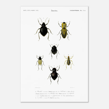 Planche entomologique ancienne, Pimélie couronnée par d'Orbigny (42x59,4 cm (A2)). Planche d'entomologie du Dictionnaire Universel d'Histoire Naturelle de Charles d'Orbigny, présentant différentes espèces de coléoptères.