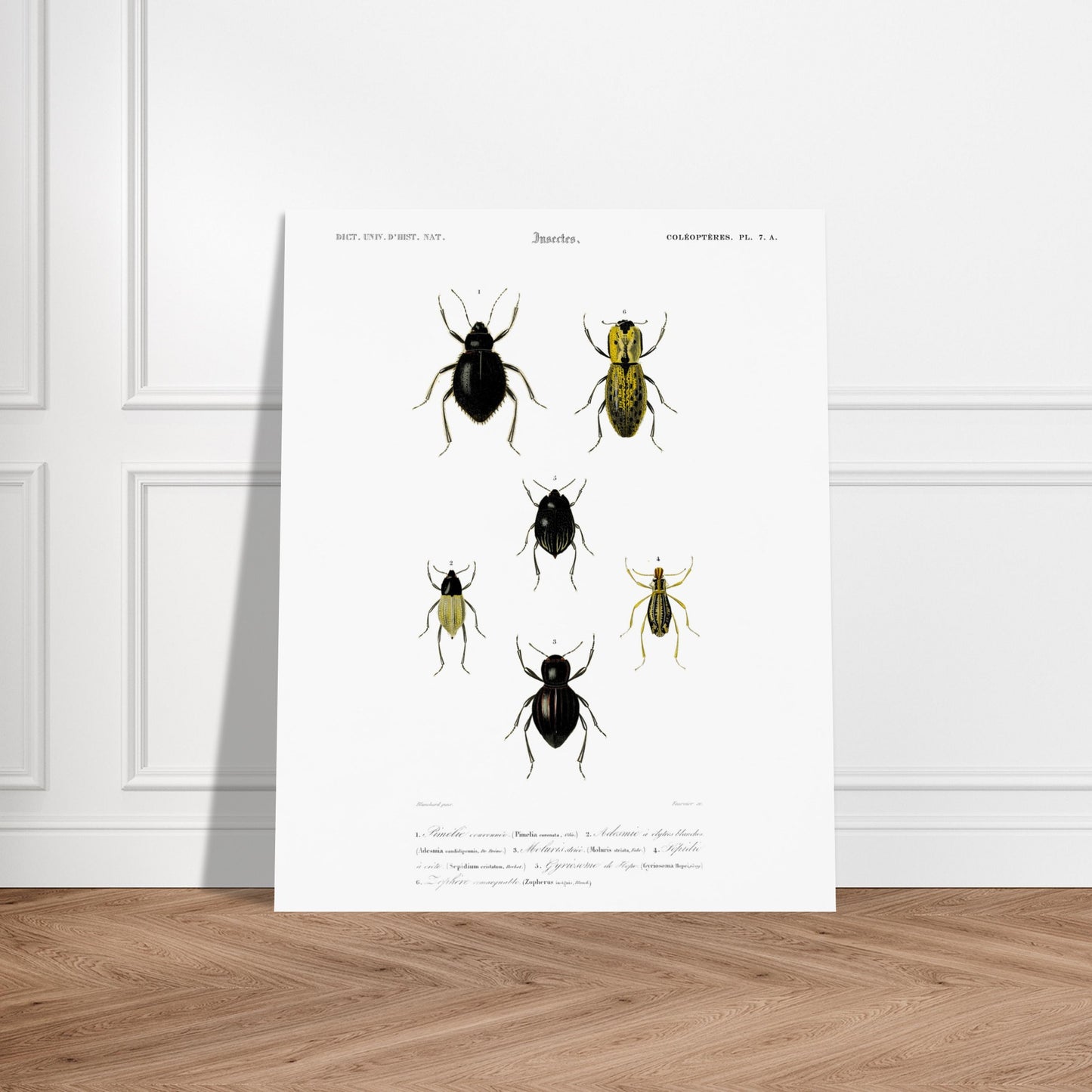 Planche entomologique ancienne, Pimélie couronnée par d'Orbigny. Planche d'entomologie du Dictionnaire Universel d'Histoire Naturelle de Charles d'Orbigny, présentant différentes espèces de coléoptères. Image d'illustration 5