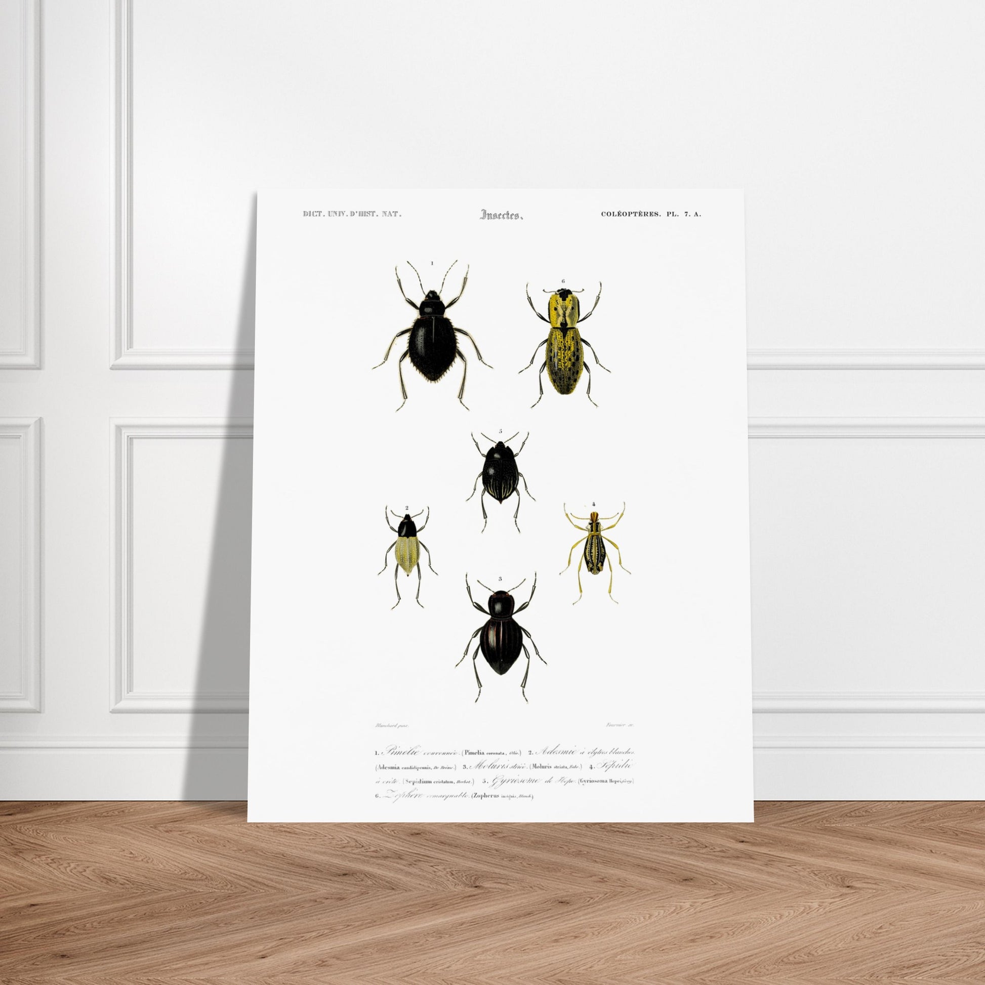 Planche entomologique ancienne, Pimélie couronnée par d'Orbigny. Planche d'entomologie du Dictionnaire Universel d'Histoire Naturelle de Charles d'Orbigny, présentant différentes espèces de coléoptères. Image d'illustration 5