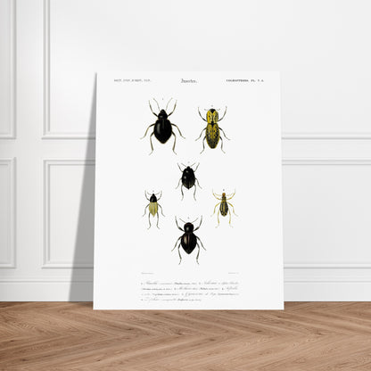 Planche entomologique ancienne, Pimélie couronnée par d'Orbigny. Planche d'entomologie du Dictionnaire Universel d'Histoire Naturelle de Charles d'Orbigny, présentant différentes espèces de coléoptères. Image d'illustration 5